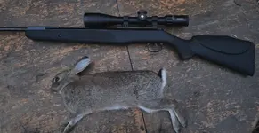 Rabbit 2.webp