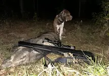 Dog, M357, Feral Boar Hog 2025.webp