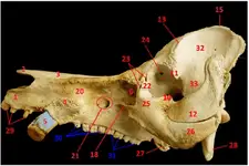 Photograph-showing-the-lateral-view-of-the-skull-of-the-wild-pig-1-Premaxilla-2.webp