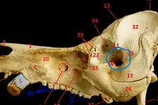 Photograph-showing-the-lateral-view-of-the-skull-of-the-wild-pig-1-Premaxilla-2.webp
