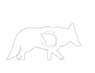 Coyotewithvitalanddimensions-01_2000x.webp Coyotewithvitalanddimensions-01_2000x.webp