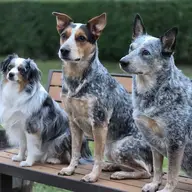 Heeler_Mom