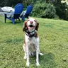SpringerJoe