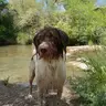 sandog