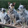 Heeler_Mom